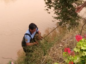 Göksu Irmağı’na düşen köpek kurtarıldı