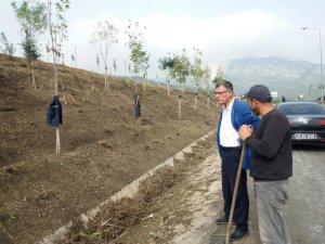 Vezirhan’da ağaçlandırma çalışmaları devam ediyor