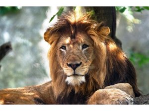 ABD’de dişi aslan yavrularının babasını öldürdü