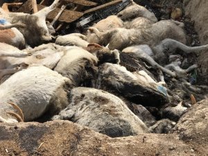 150 keçinin telef olduğu çiftliğin sahibi FETÖ firarisi iş adamı çıktı