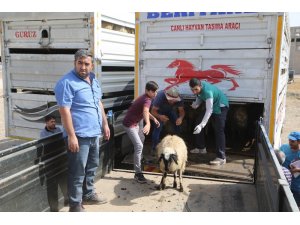 39 genç çiftçiye bin 404 küçükbaş hayvan dağıtıldı