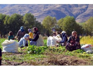 200 hanelik köyde şalgam hasadı
