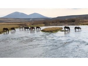 Kars’ta, yılkı atları doğal ortamda görüntülendi