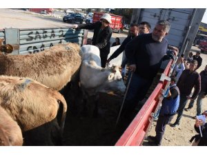 Aydın’da 221 genç çiftçinin hayvanları dağıtılmaya başlandı