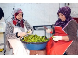 Ağrılı kadınlar günde 1,5 ton turşu üretiyor