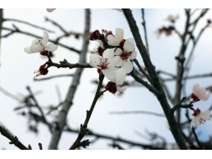 Yozgat’ta erik ağacı çiçek açtı