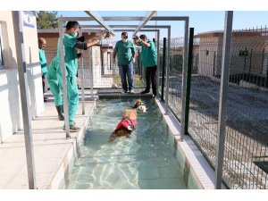 Köpekler için fizik tedavi merkezi ve terapi havuzu