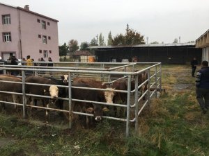Iğdır’da Genç Çiftçilere hayvan dağıtımı