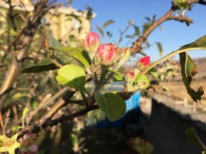 Akdağmadeni’nde elma ağacı çiçek açtı