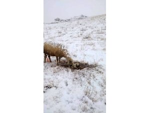 Koyun kar üzerinde doğum yaptı