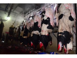 Et ve süt kurumu Aksaray’da hayvan kesimine başladı