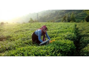 Büyükşehir, Karadenizli üreticiden çay alımına başladı