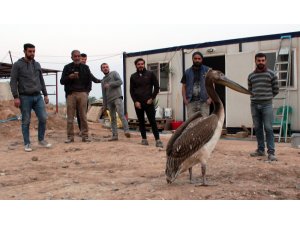 İşçilerin duyarlılığı pelikanın hayatını kurtardı