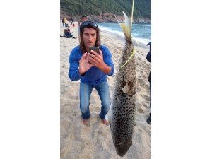 Alanya sahilinde balon balığı paniği