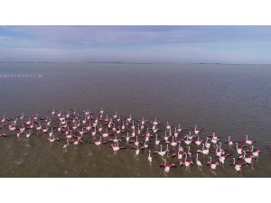 Göçmen kuşların kışlık mekanı Çukurova Deltası flamingolarla renklendi