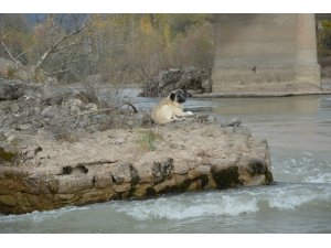 Nehrin ortasında mahsur kalan köpek, kurtarma ekiplerine zor anlar yaşattı
