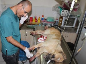 Antalya’da sokak köpeğini tüfekle vurdular
