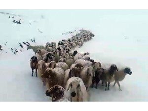 Kar aniden bastırınca çoban ve sürüler 6 gün mahsur kaldı