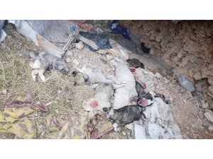 Uşak’ta 5 köpek yavrusu parçalanmış halde bulundu