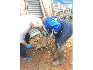 Yaralı dağ keçisi tedavi altına alındı