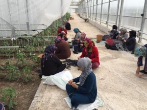 Suriyeli mültecilere serada sebze üretimi eğitimi