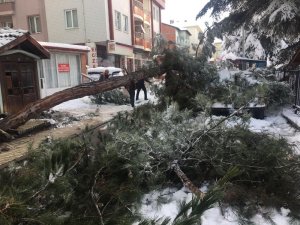Kar yağışına dayanamayan ağaç, kökünden söküldü