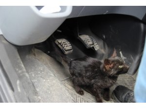 Cenaze aracına sığınan yavru kedi, donmaktan kurtarıldı