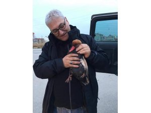 Eber gölünde silahla vurulan Macar ördeği tedavi altına alındı