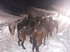 Karda mahsur kalan atlar için seferberlik