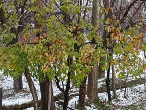 Kar ortasında yeşil yapraklı ayva ağacı şaşırtıyor