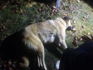 Başkent’te köpek katliamı: 8 sokak köpeği zehirlendi