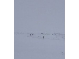 Kars’ta kurt sürüsü görüldü