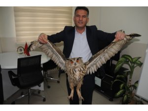 Cizre’de nesli tükenmekte olan boynuzlu baykuş bulundu