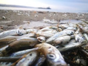 Çanakkale’de yüzlerce ölü gümüş balığı kıyıya vurdu