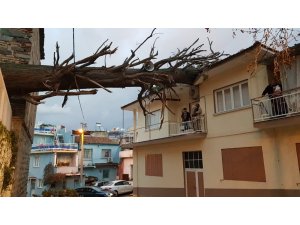 Devrilen anıt ağaç, bir evin çatısını yıktı