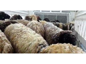 Donmak üzere olan koyunlar kurtarıldı