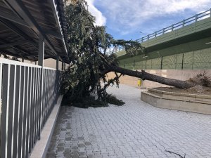 Lodos okul bahçesindeki ağacı devirdi