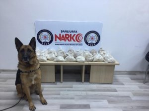 Narkotik köpeği 19 kilo eroini buldu