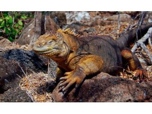 İguanalar 184 yıl sonra tekrar Santiago Adası’nda