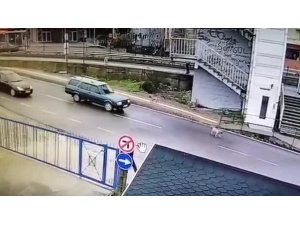 Yavru köpeği ezip kaçan araç sürücüsüne tepki