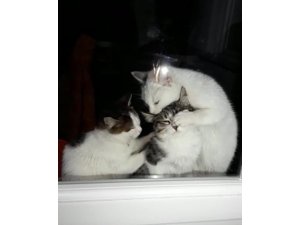 Yavru kedilerden anne kediye masaj