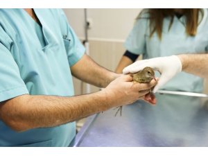 Maltepe Belediyesi son 5 yılda 57 bin sokak hayvanını tedavi etti