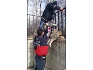 Demir parmaklıklarla sıkışan köpek, itfaiye tarafından kurtarıldı