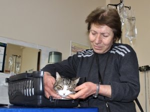 Diyabetli kedisini tedavi ettirmek için onlarca kilometre yol kat ediyor