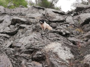Kayalıklarda mahsur kalan köpek kurtarıldı