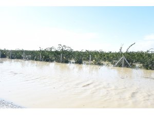 Mersin’de yağışlar ekili alanlara büyük zarar verdi
