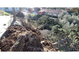 Hatay’da ağaçlar devrildi, hasara yol açtı