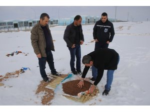 Karaman’da belediye sokak köpeklerine yiyecek bıraktı
