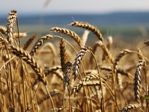 Türkiye'ye buğday sevkiyatı yüzde 40 arttı