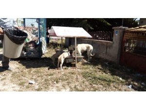 Aslanapa Belediyesi hayvanlar için beslenme noktaları yerleştirdi